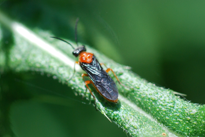 Argidae? no, Tenthredinidae, Dolerus sp.